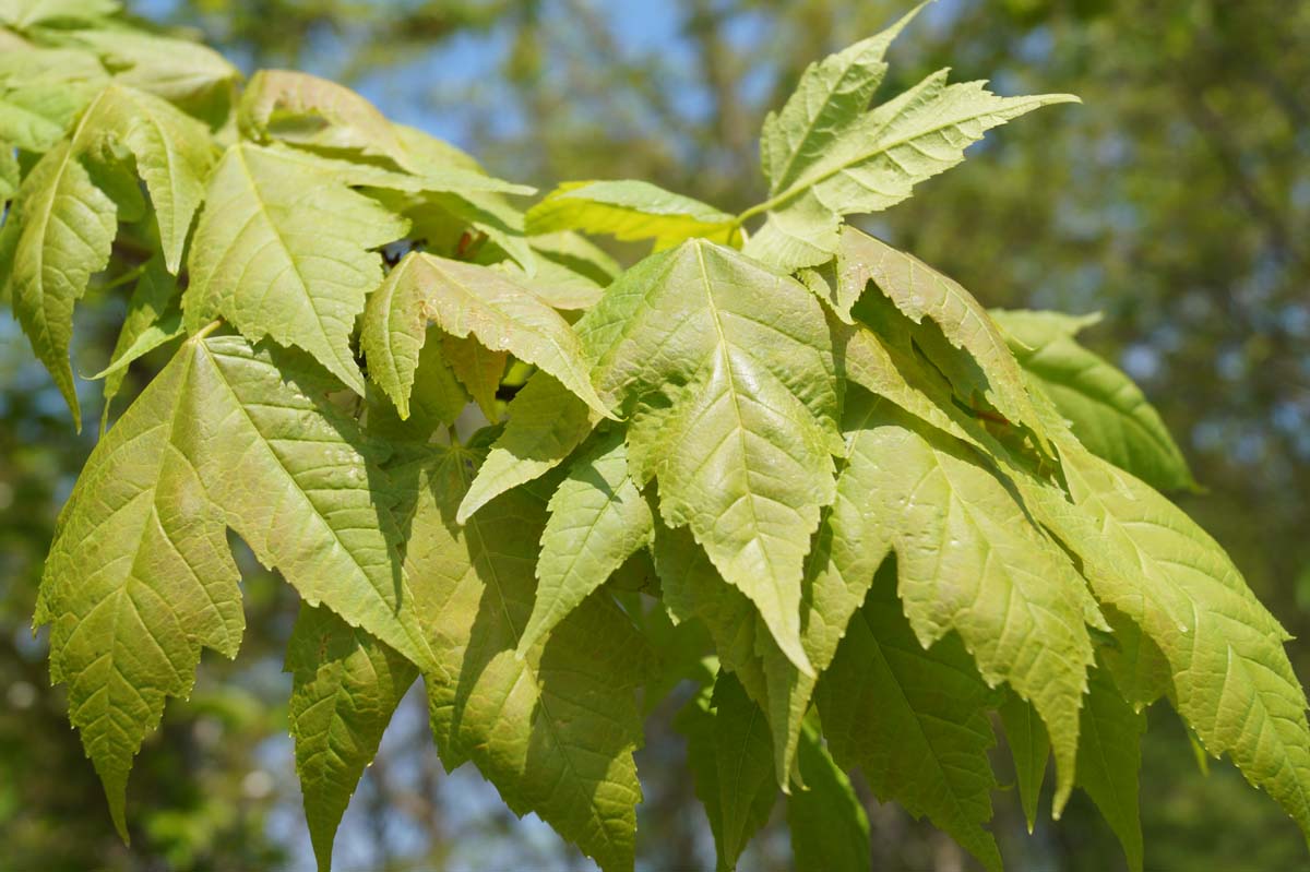 Acer rubrum haagplant