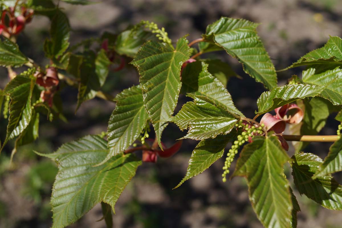 Acer rufinerve Tuinplanten bloesem