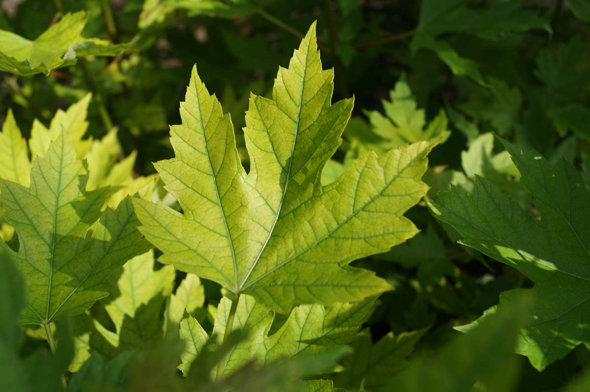 Acer saccharinum meerstammig / struik blad