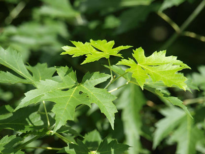 Acer saccharinum 'Pyramidale' op stam blad