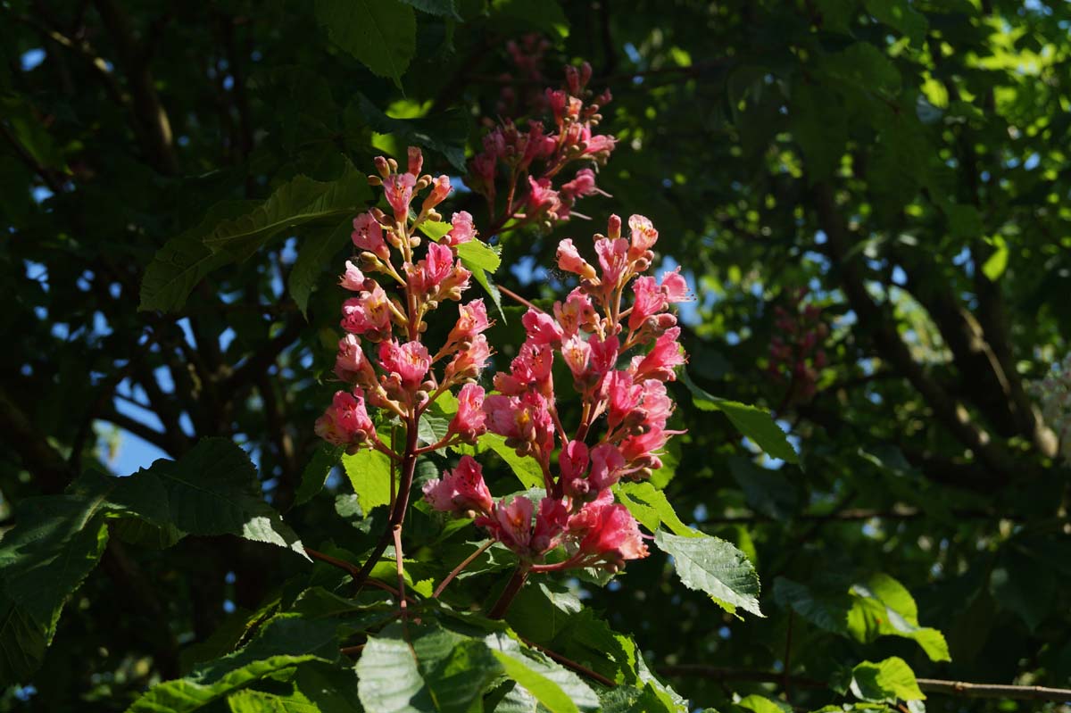 Aesculus carnea 'Briotii' meerstammig / struik