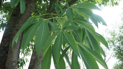 Aesculus flava solitair blad