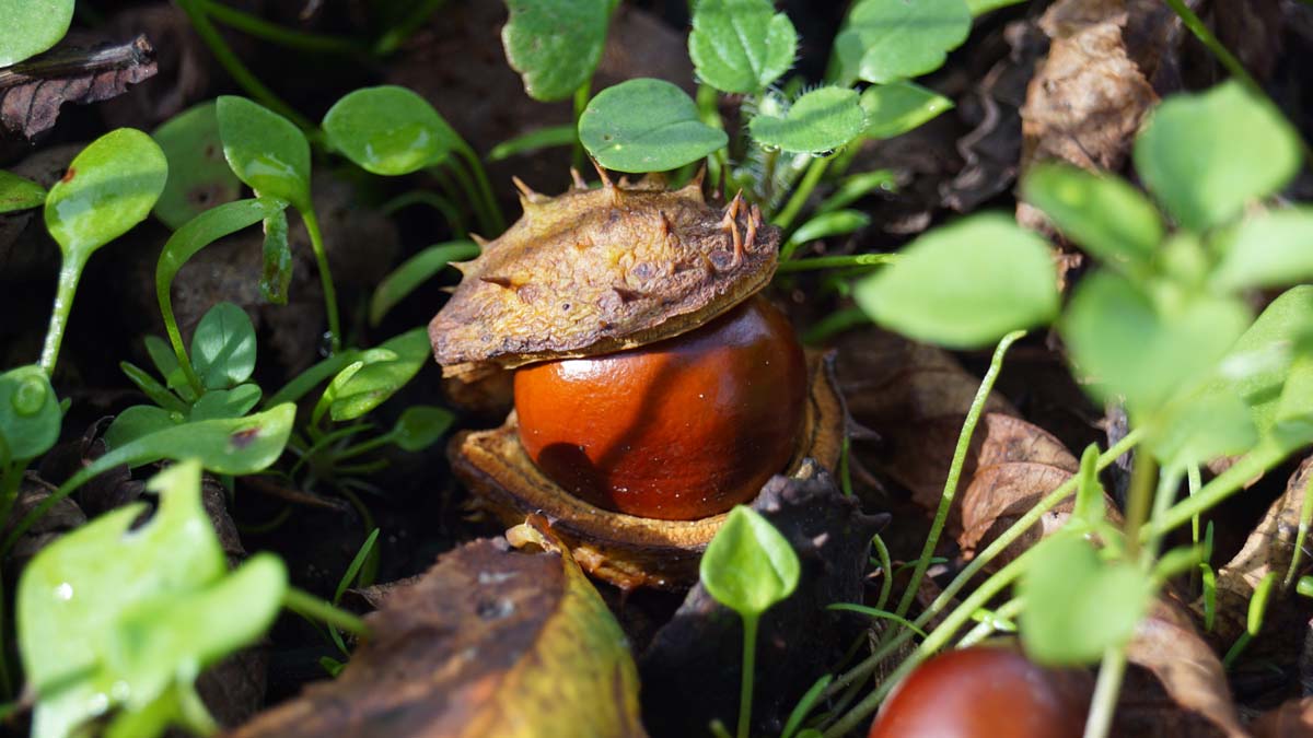 Aesculus hippocastanum meerstammig / struik