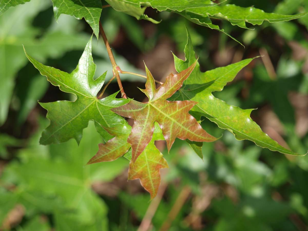 Acer truncatum op stam