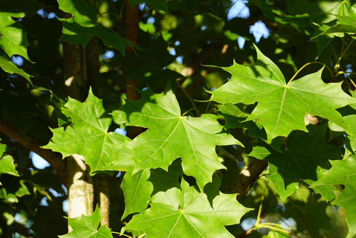 Acer 'Warrenred' meerstammig / struik blad