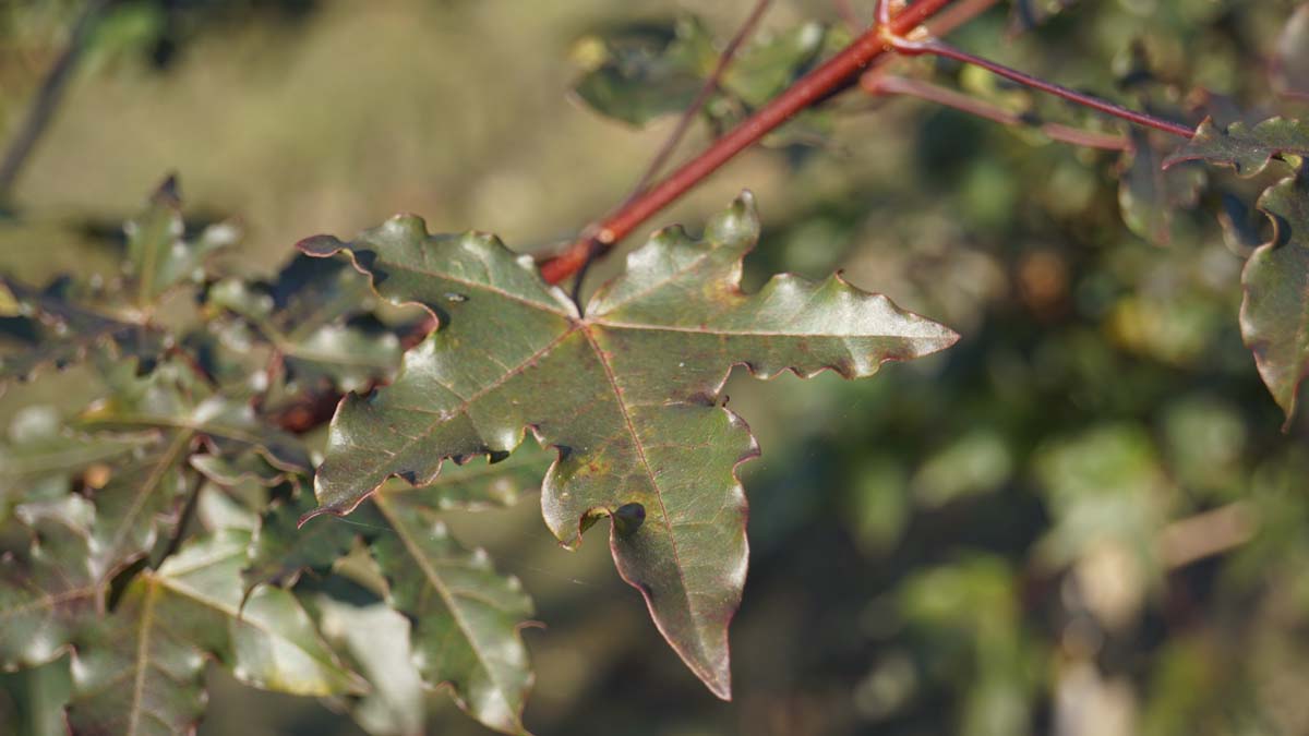 Acer zoeschense 'Annae' op stam