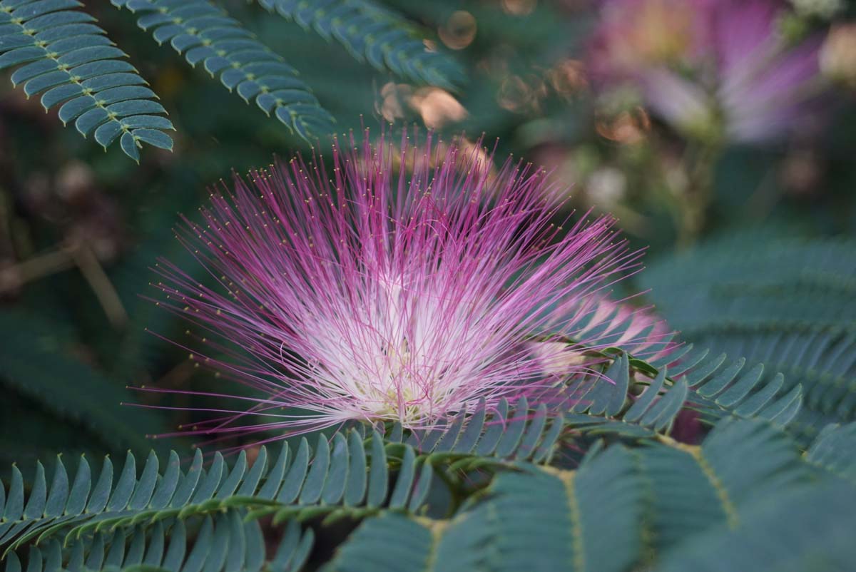 Albizia julibrissin solitair