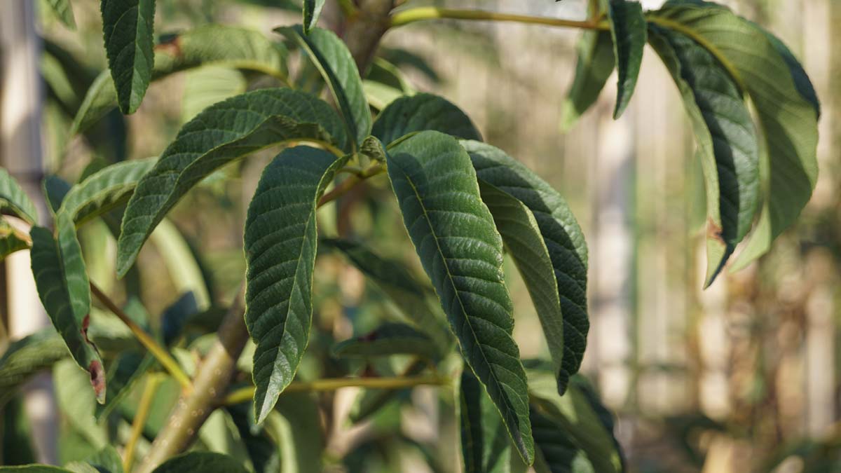 Aesculus californica op stam blad