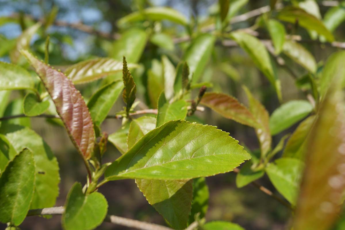 Alnus spaethii meerstammig / struik