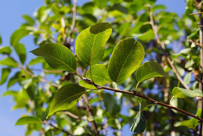 Amelanchier alnifolia 'Obelisk' Tuinplanten blad