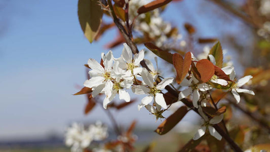 Amelanchier lamarckii haagplant