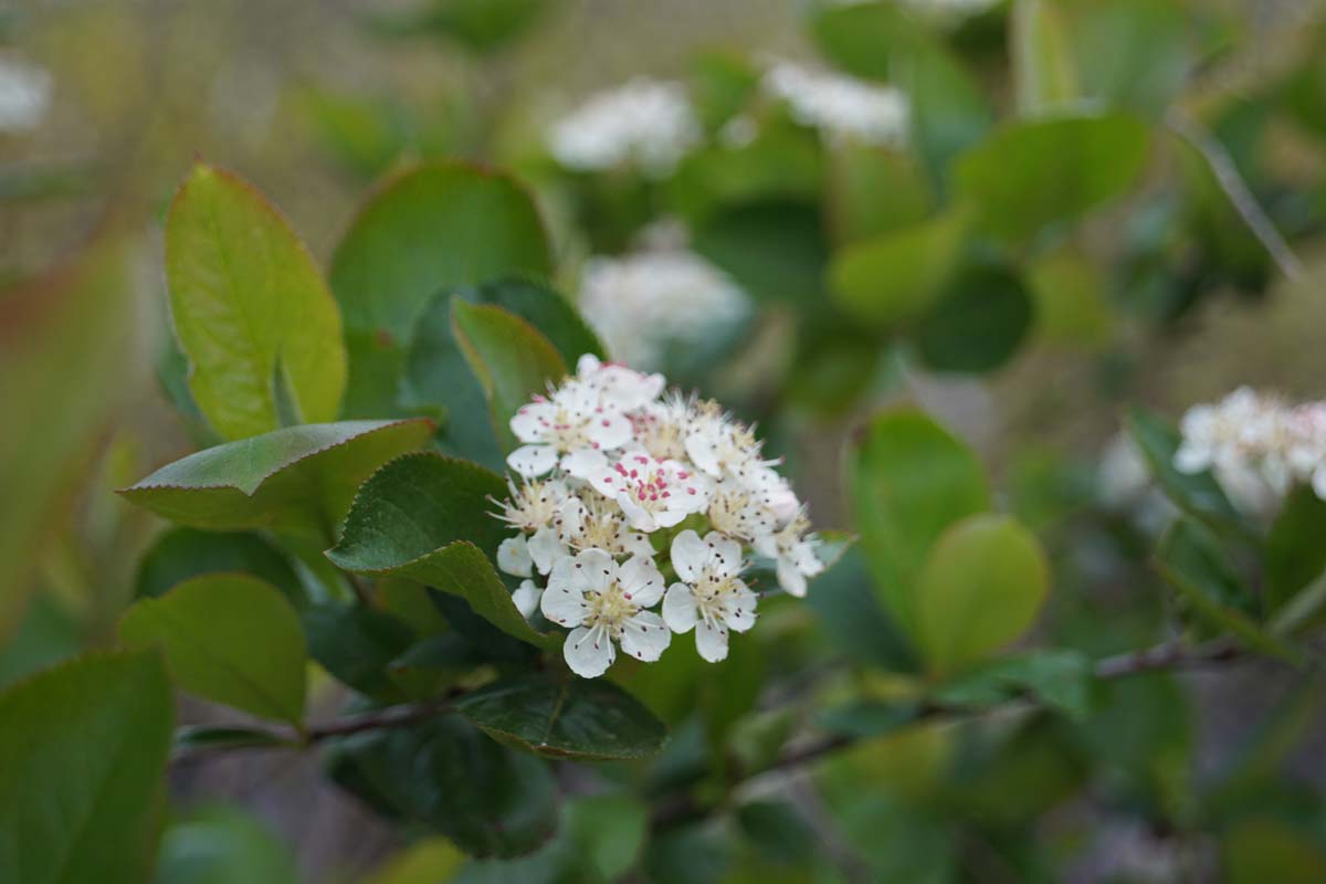 Aronia melanocarpa meerstammig / struik bloesem