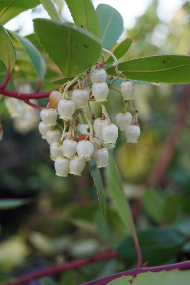 Arbutus unedo Tuinplanten bloem