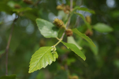 Betula nigra dakboom