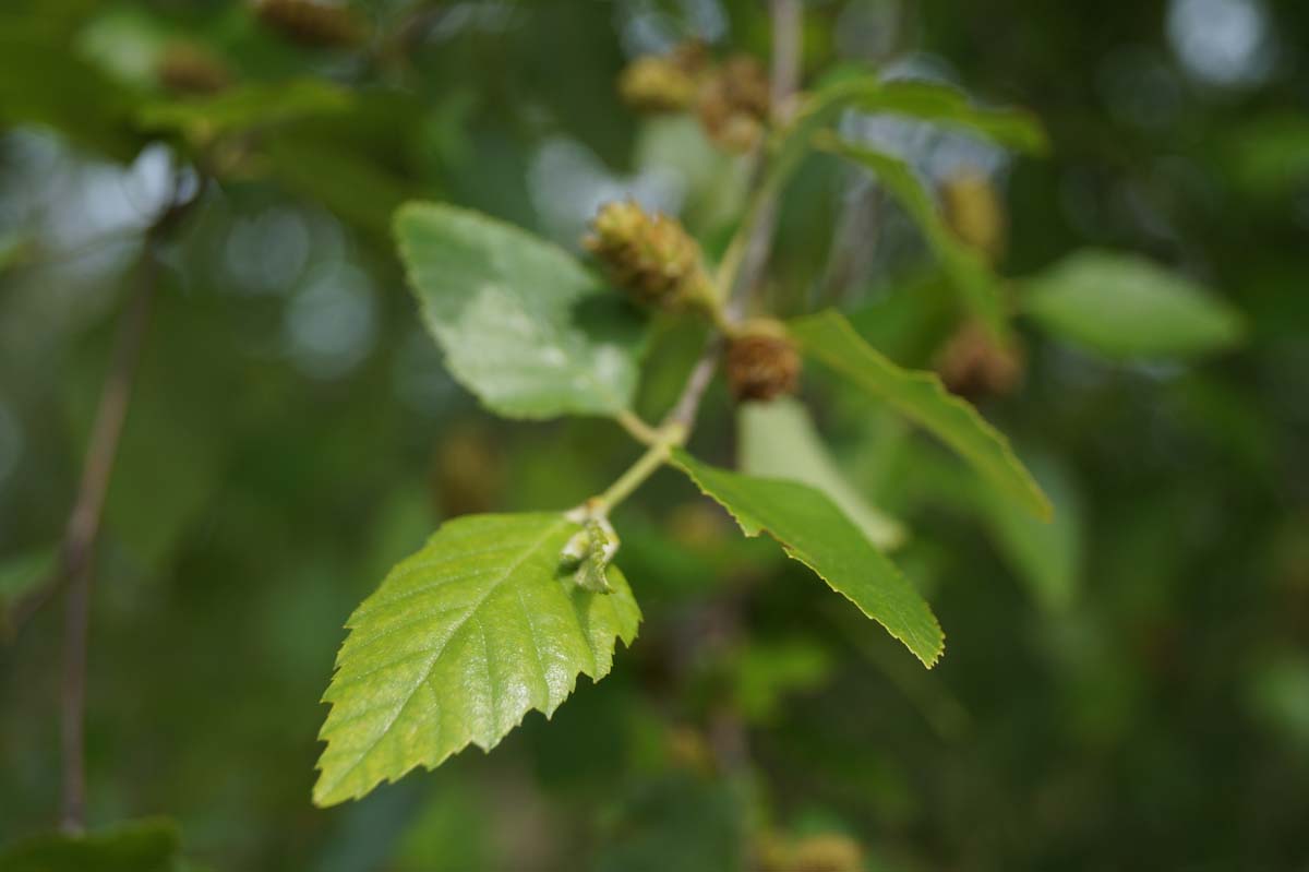 Betula nigra Tuinplanten