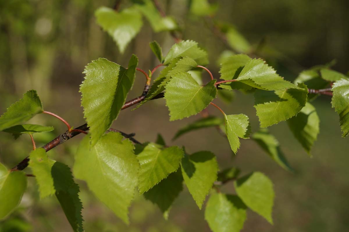 Betula pendula haagplant blad