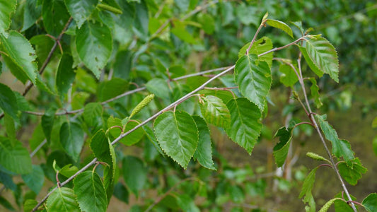 Betula utilis 'Doorenbos' leiboom