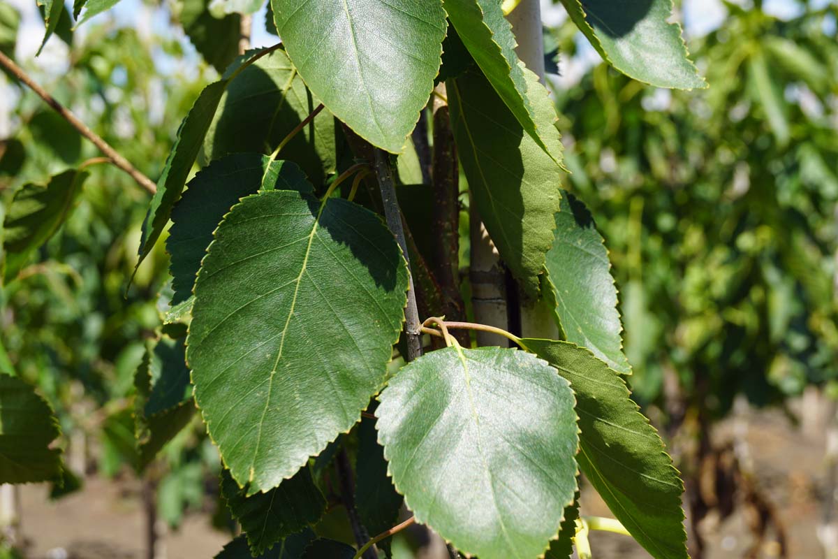 Betula utilis jacquemontii Tuinplanten blad