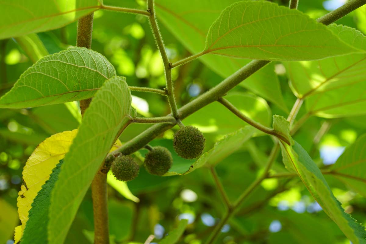 Broussonetia papyrifera op stam