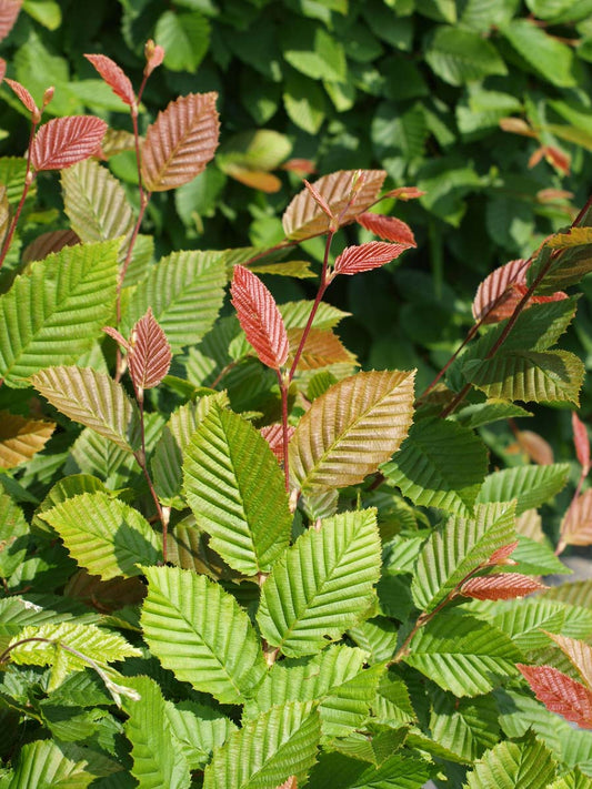 Carpinus betulus leiboom blad