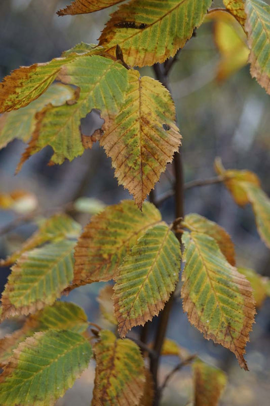 Carpinus betulus 'Frans Fontaine' leiboom herfstkleur