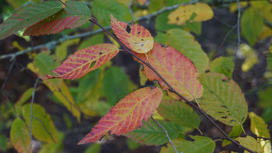 Carpinus cordata solitair