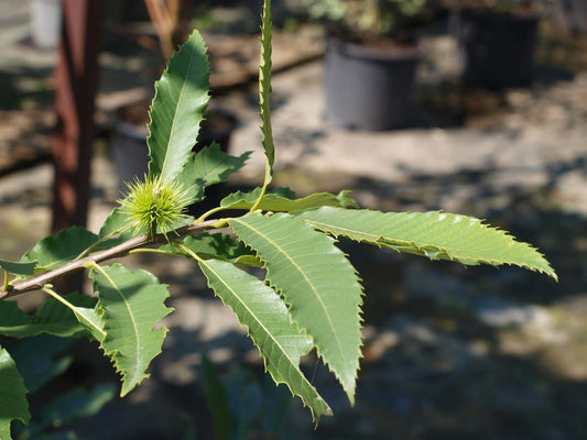 Castanea sativa haagplant blad