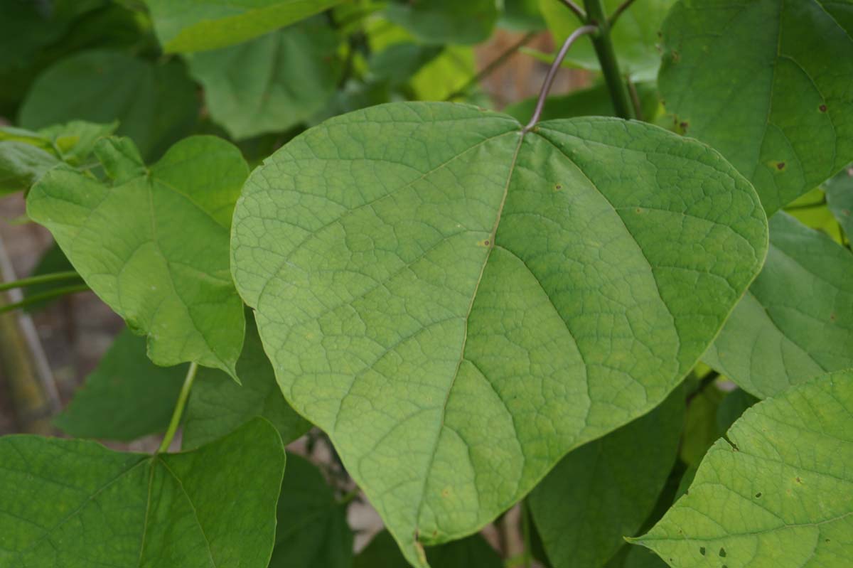 Catalpa bignonioides Tuinplanten blad