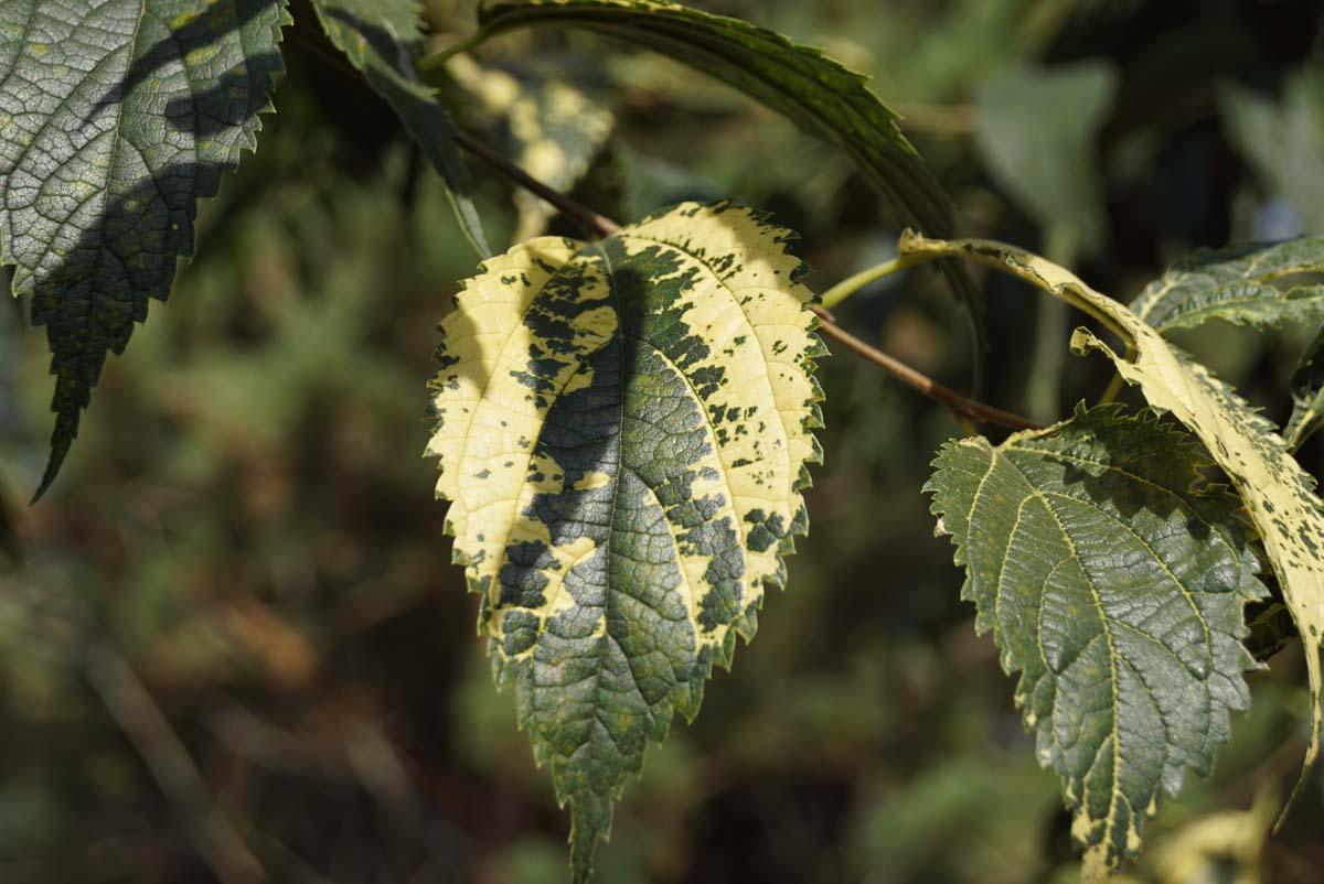 Celtis australis op stam blad