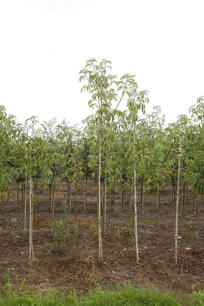 Aesculus californica op stam op stam