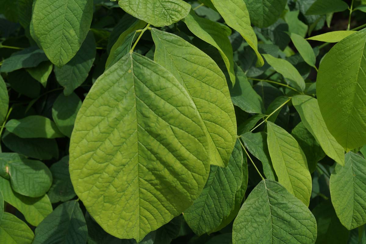 Cladrastis kentukea op stam blad