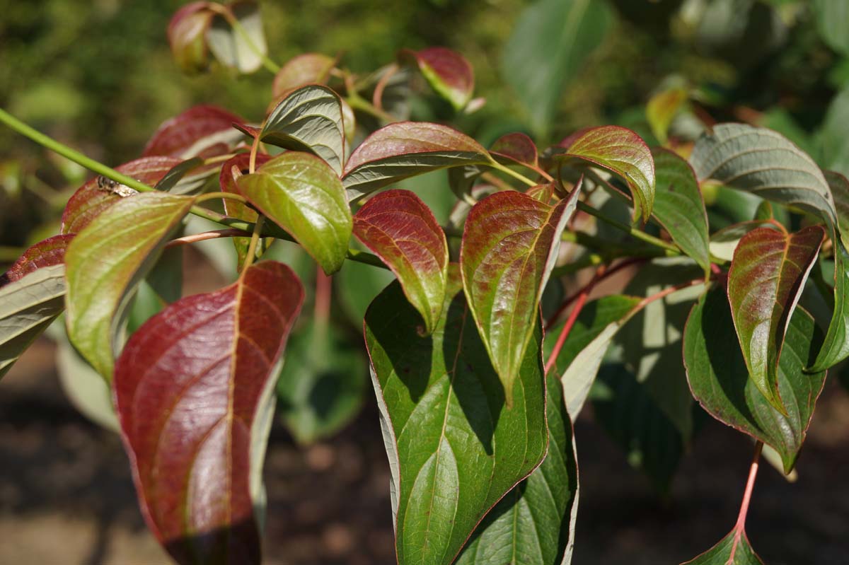 Cornus controversa Tuinplanten blad