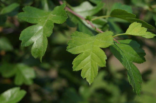 Crataegus media 'Paul's Scarlet' leiboom