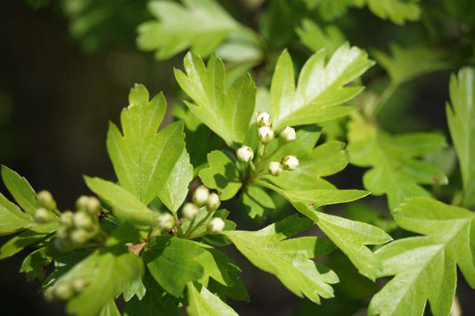 Crataegus monogyna solitair blad