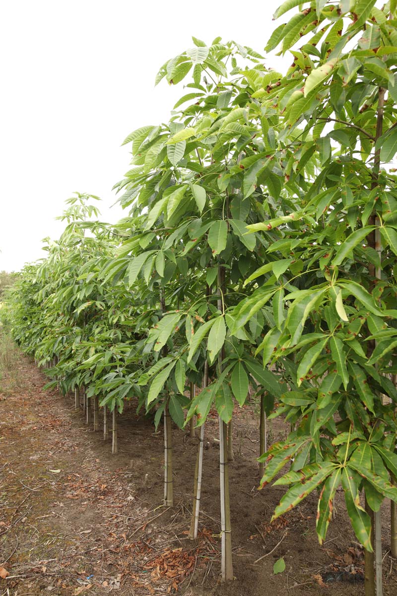 Aesculus chinensis op stam op stam