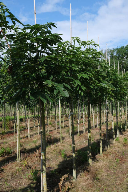 Aesculus flava op stam op stam