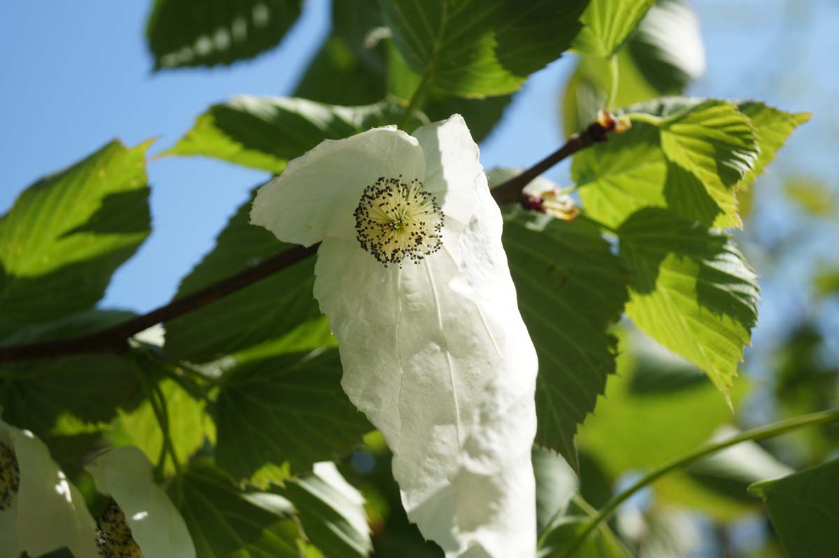 Davidia involucrata Tuinplanten bloem