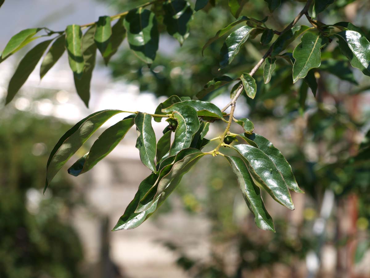 Diospyros lotus Tuinplanten blad