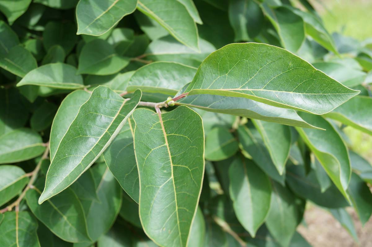 Diospyros virginiana Tuinplanten