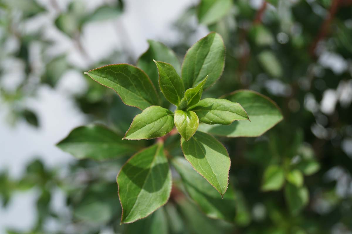 Enkianthus campanulatus meerstammig / struik