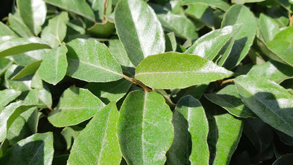 Elaeagnus ebbingei haagplant blad