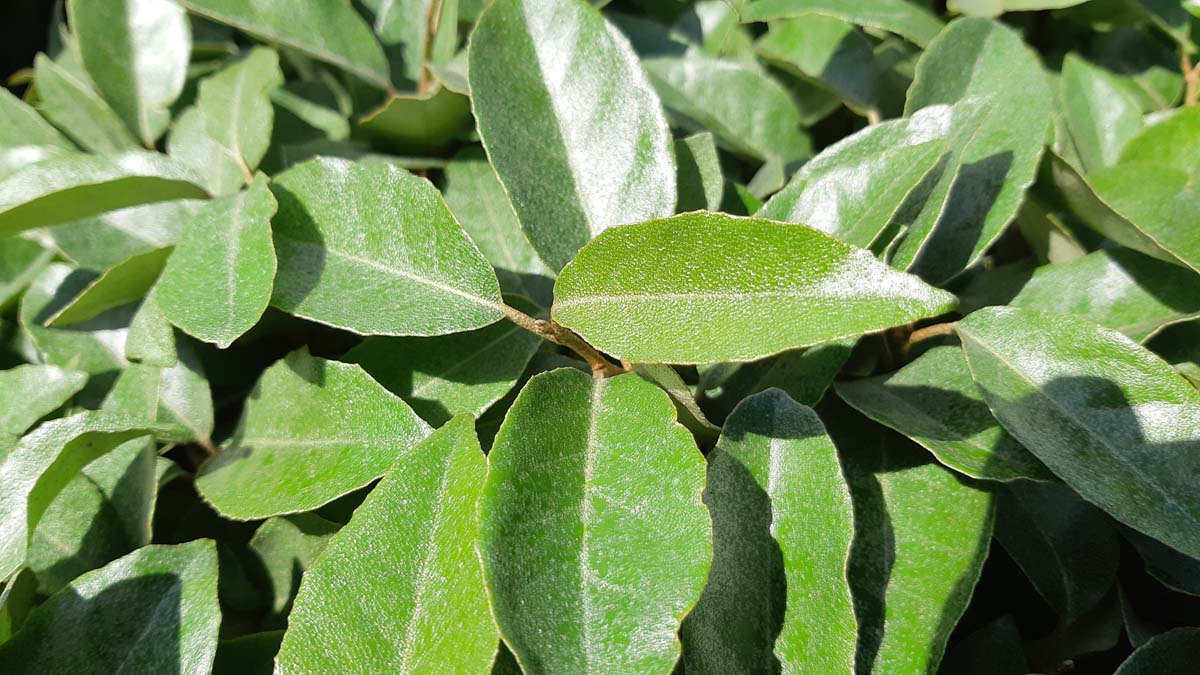 Elaeagnus ebbingei Tuinplanten blad