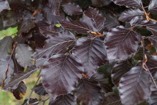 Fagus sylvatica 'Atropunicea' leiboom blad