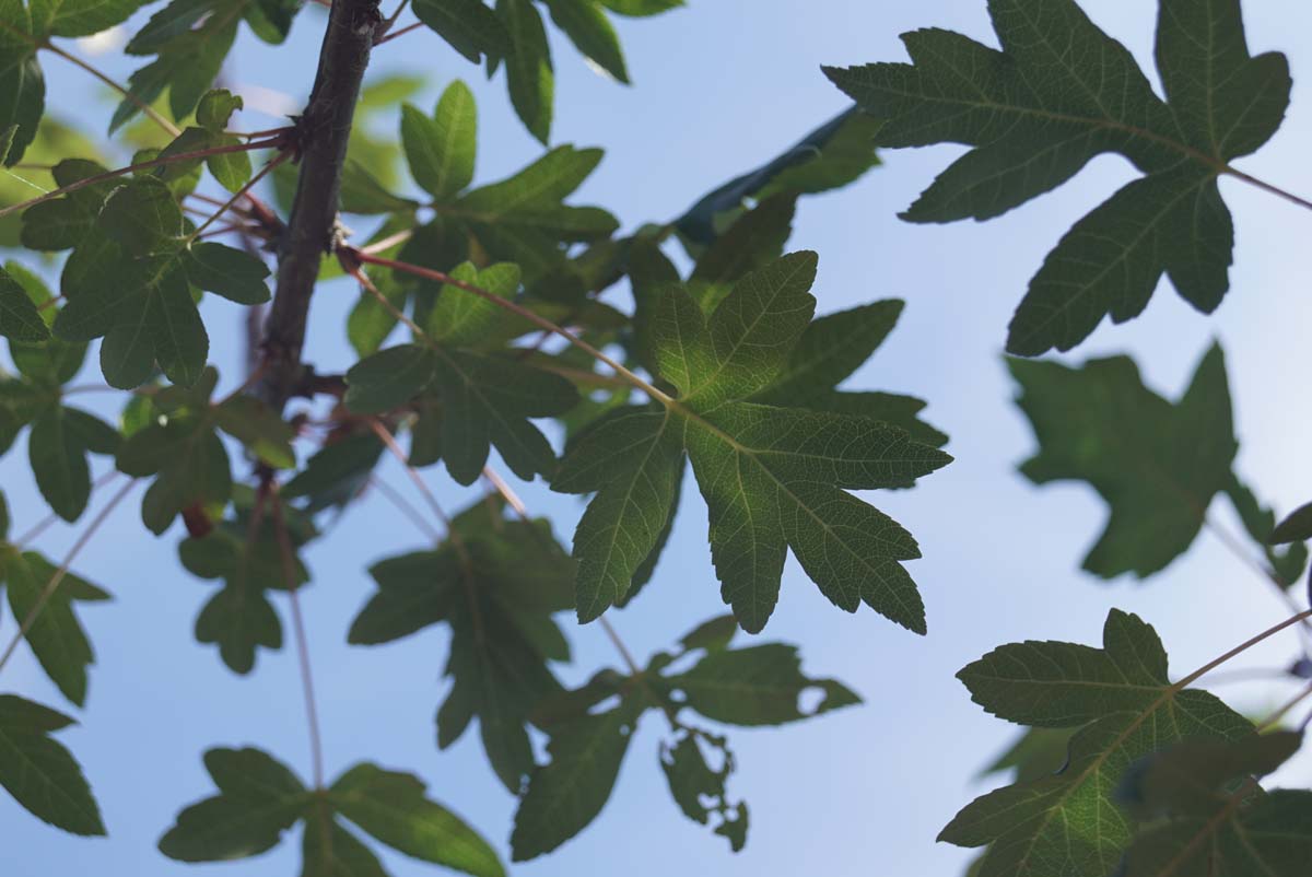 Malus trilobata op stam