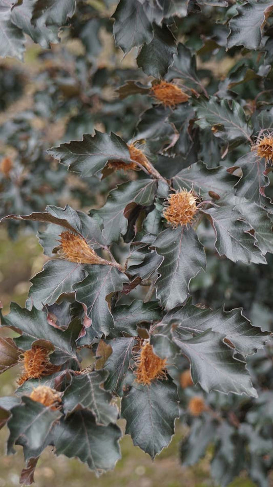 Fagus sylvatica 'Rohan Obelisk' solitair blad