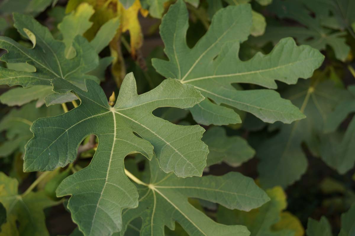 Ficus carica solitair