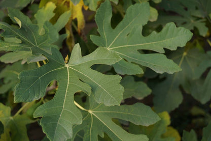 Ficus carica solitair