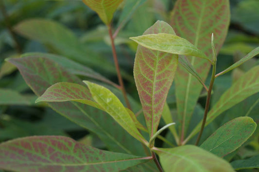 Franklinia alatamaha Tuinplanten