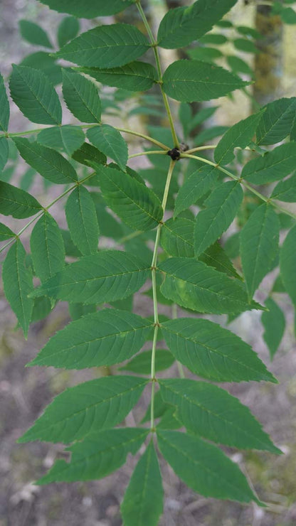 Fraxinus excelsior op stam blad