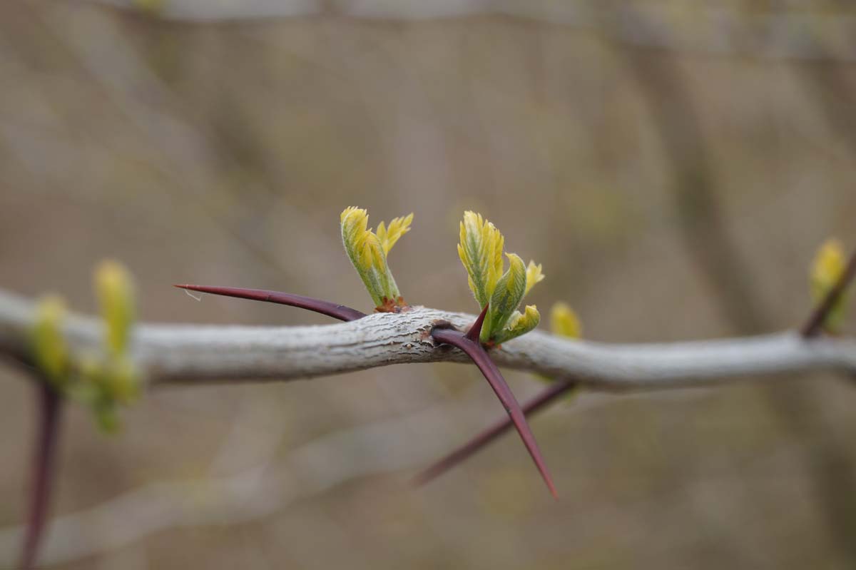 Gleditsia triacanthos haagplant